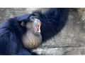 Download Lagu Siamangs Howling FYV