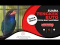 Lagu Suara Tengkek Buto Speed Lambat Suara Jernih Cocok Buat Masteran Cendet dan Murai Batu