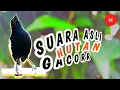 Download Lagu Pancingan SUARA ASLI burung kacer dada hitam GACOR