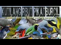 Download Lagu suara pikat burung kecil ampuh kutilang ribut kombinasi burung kecil ribut