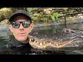 Casper the friendly alligator boops my face-is he my pet
