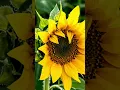 Download Lagu Golden Unfolding – Sunflower Bud in Gentle Motion 🌬🌻 #musicnature #relax #birdsong #natureshorts