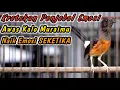 Lagu PANCINGAN PENGGACOR MURAI BATU DIAM PALING JITU‼️KRETEKAN TAJAM BETINA PENJEBOL EMOSI MURAI JANTAN