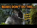 Download Lagu Huge Gray Bigfoot Filmed By Hiking Couple (Not a Bear)