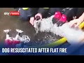 Ukraine Dog given life-saving treatment after being rescued from a flat in Rivne