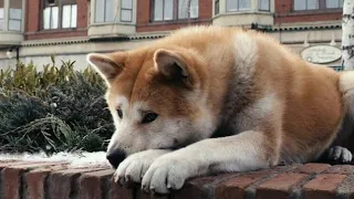 قصة حقيقية كلب ينتظر صاحبة المتوفي لمدة 9 سنوات في نفس المكان على أمل رجوعه ملخص فيلم Hachi 