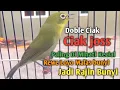 Download Lagu KECIAL KUNING GACOR NGEJOS GESIT Suara Lantang || PANCINGAN KECIAL BIAR CEPAT GACOR DAN RAJIN BUNYI