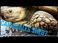 Does a Tortoise Shed Scales
