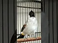 Download Lagu Suara Burung Kutilang Gacor Asli tanpa isian Ampuh buat pikat kutilang