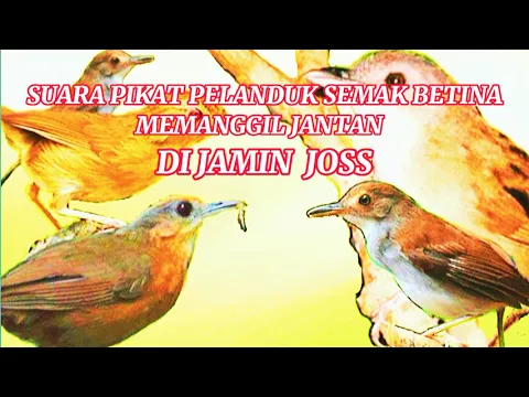 Download MP3 Suara pikat burung pelanduk semak betina‼️mamanggil jantan