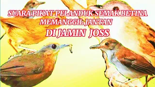 Download Suara pikat burung pelanduk semak betina‼️mamanggil jantan MP3