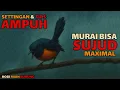 Download Lagu Rahasia Murai Batu Sujud Stabil – Setting Harian \u0026 Tips Lomba Terbukti Bekerja!