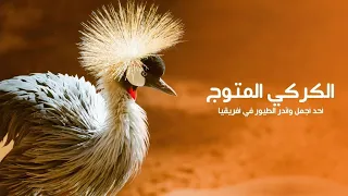 طائر الكركي المتوج ذو التاج الذهبي أحد أجمل وأندر الطيور في أفريقيا كويست عربية Quest Arabiya 