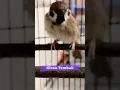 Download Lagu Suara Pikat Burung Gereja Betina Gacor Crecet Merayu Burung Gereja Jantan | Kicau Tembak