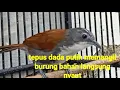 Burung Sniper Tepus Dada putih Masteran Burung Sniper Tembakan rapat