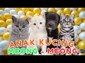 Download Lagu ANAK KUCING MEONG MEONG‼️ KUCING LUCU-LUCU KUCING JOGET‼️KUCING MEONG MEONG #kucinglucu #catlovers