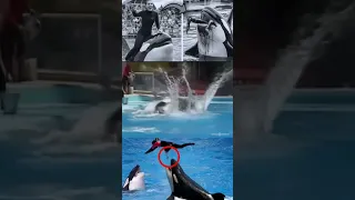 لحظة أكل حوت الأوركا جيسيكا مباشر  لحظة أكل حوت الأوركا جيسيكا مباشر
