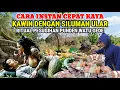 Download Lagu Viral !! Pesugihan Punden Watu GedE' Jika Ingin Kaya Syaratnya Harus Mau Kawin Dengan Siluman Ular 