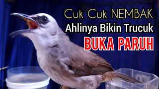 trucukan gacor dor cuk cuk keras tajam ahlinya jadi pancingan trucukan agar bunyi gacor buka paruh
