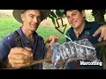 Download Lagu Tutorial: Marcotting in 5 steps (Air Layering)