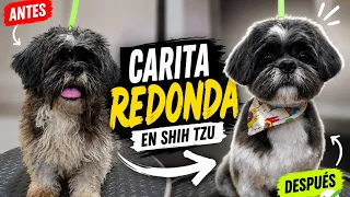 Como hacer una carita de Shihtzu #petgrooming