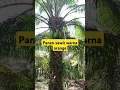 Download Lagu Panen sawit warna orange #music #shortsvideo #palmoil #panensawit