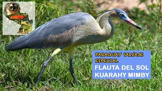Paraguay Salvaje Especial: Flauta del Sol