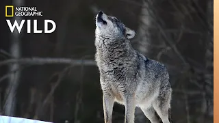 Wolves 101 Nat Geo Wild