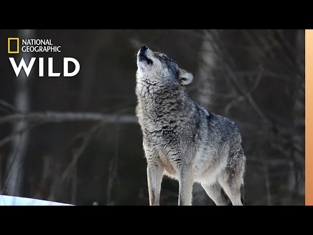 Download MP3 Wolves 101 | Nat Geo Wild