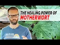 Motherwort s Impact on Mental and Physical Health