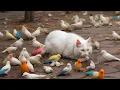 Lagu [NO ADS] Cat TV for Cats to Watch 😸 Birds \u0026 Squirrels Play in the Garden 🕊️ Bird Videos \u0026 Cat Games