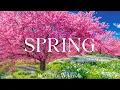 Download Lagu Spring Flower 4K - The Earth Awakens In A Tapestry Of Blossoms - Piano Music