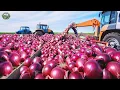 8.9 Billion Pounds Of Onions Harvest by American Farmers This Way | Agriculture Technology