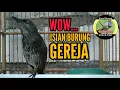 Download Lagu cucak keling gacor | isian burung gereja