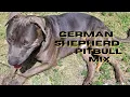 The German Shepherd Pitbull Mix Strength Loyalty Intelligence