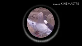 kabutar ja ja dj jaan mix