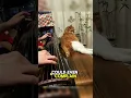 Download Lagu “Woken Up by Music, Ends Up Falling 🤣 #cat #petsunited #funnycats #pets