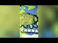Strawberry Candy Strain Review Smk Brk 420