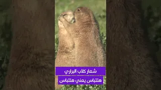 شعار كلاب البراري   هتتباس يعني هتتباس دندنها