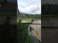 Download Lagu Musim ngarambet di sawah part 2