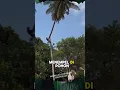 Lagu Penebang Amatir Berani Menebang pohon Kelapa tinggi #shorts #pohon #kelapa