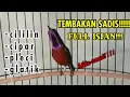 Download Lagu KONIN / KOLIBRI NINJA GACOR!!!! FULL NEMBAK BONGKAR ISIAN!!!