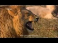 El león de la risa