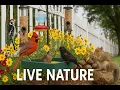Download Lagu LIVE Lake Huron Birds , Bird feeding, Summer cabin, cardinals, song birds,ASMR
