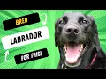 What Was The Labrador Bred For