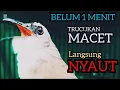 Lagu TRUCUKAN BAHAN TRUCUK PAUT BISU STRES AGAR BUNYI IKUT GACOR DENGAR SUARA TRUCUK GACOR NGROPEL INI ‼️