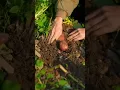 Download Lagu Hand Digging  Potatoes On The Farm #short #satisfying