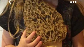 Missouri Morel mushroom hunting secrets 2023 you don t know with Rockdog