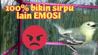 Download pancingan cipow/sirpu Paling KERAS dan terBukti amPuh bikin sirtu lain ikut Gacor MP3