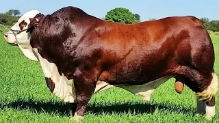 Simmental Secrets Why European Ranchers Swear By This Beef Machine